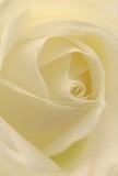 This evocative image draws you into the heart of a cream-white rose, as if you're wrapped within its delicate Thamesmead folds. Each petal unfurls in a tranquil spiral, the matte surface soft and dew-kissed, conjuring memories of early strolls along Southmere Lake. There's a gentle glow here-ivory and cream shades illuminated by natural light reminiscent of riverside mornings-while soft shadows curl within each curve, adding soothing depth and a sense of calm purpose. The rose exudes peace, making it a powerful symbol for sympathy, admiration, or life's new chapters amongst Thamesmead's close-knit community. Carefully selected and arranged by local florists, the flower's understated fragrance whispers of fresh beginnings by the Thames, and its form captures not just botanical beauty but the emotion and artistry behind each meaningful gesture. Every petal is an invitation to pause and reflect on the unique serenity that Thamesmead offers.